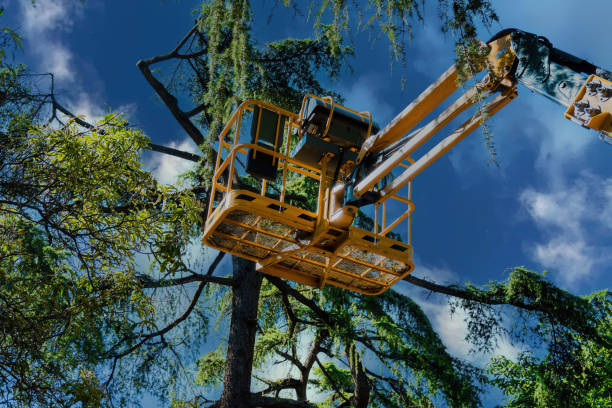 Medford, NY  Tree Services Company